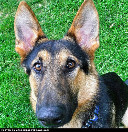 aplacetolovedogs:  Awesome German Shepherd dog Thor, 7 months old, the sweetest lil’