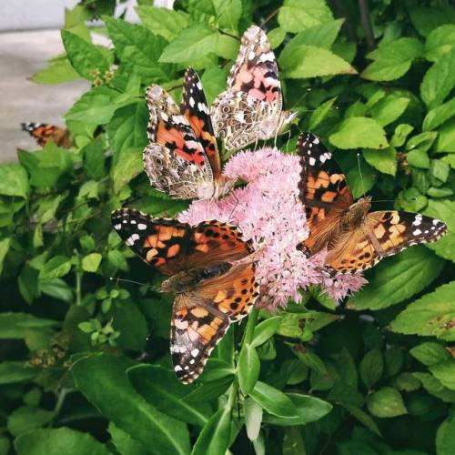 Schoolgirl giddy with butterflies fluttering everywhere. I just love these magical weekend moments i