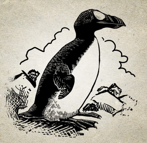 #Auktober today - another Great Auk!  I pulled out my style I used on the owl deck for this one.