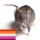 ratabethchase:Me: wow it smells like updanger in hereYou: 