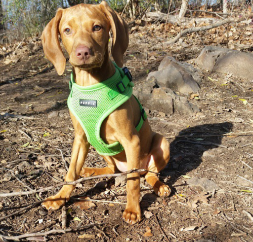 perfectdogs:  She doesn’t have any tags on and she’s not microchipped. She’s only 12 weeks old. (Originally posted by lilypad_thevizsla on instagram). 