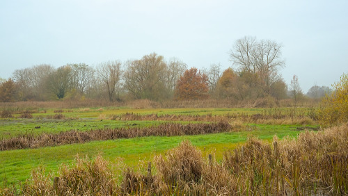 Bourgoyen autumn landscapes. Ghent, Belgium