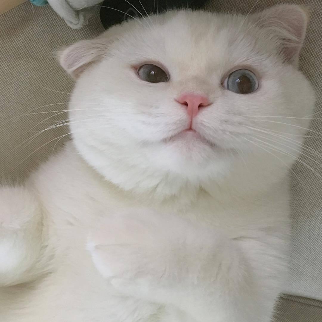 Your local Cinnamoroll