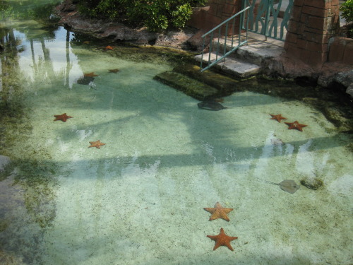    “oh yeah let’s go out today oh oops first i have to walk through this water with seastars ok”   i’d just lie there in the water   I’d love this actually 