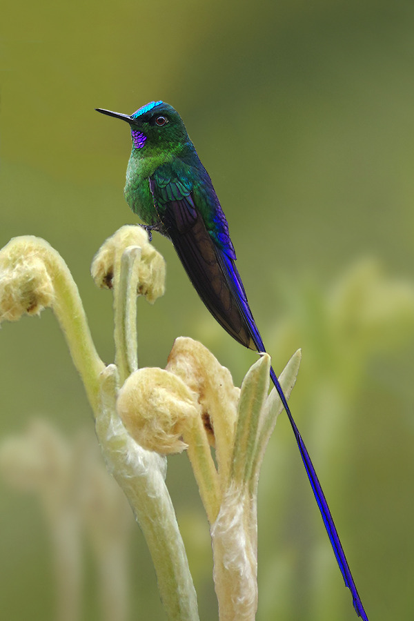 earth-song:  by Sergey Volkov 