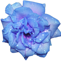 transparent-flowers:  Transparent Periwinkle.