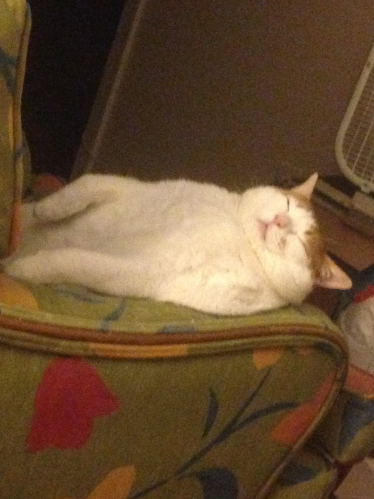 feedmerightmeow:  decadence 