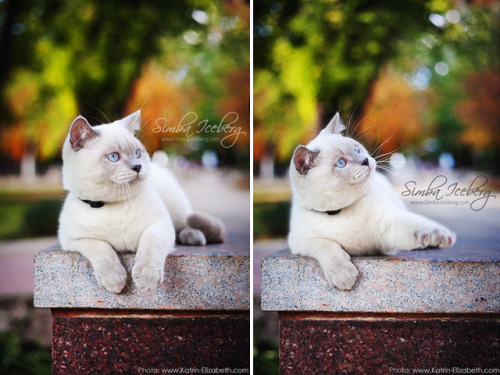 The most photogenic cat ever! My chubby boy Benedict ❤️ © “SimbaIceberg” cattery