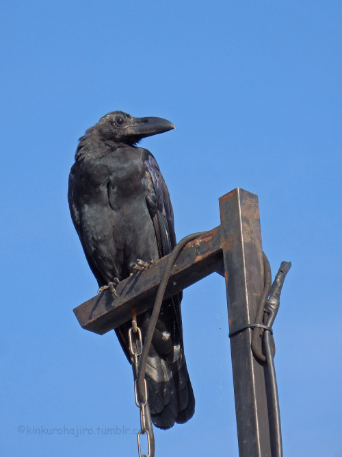 kinkurohajiro: 29 sep. 2015(火) morning crows @ Kamogawa, Kyoto. Jungle Crows (1-3) and Carrion Crows