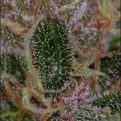 weedporndaily:  #marionberrykush macro amazing bud and resin limited quantities by subcoolseeds