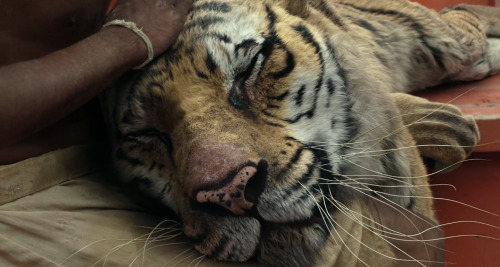 Life of Pi, 2012 Director - Ang LeeCinematography - Claudio Miranda