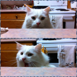 derpycats:  Apparently, Yoda finds peeking over the counter to be hilarious!