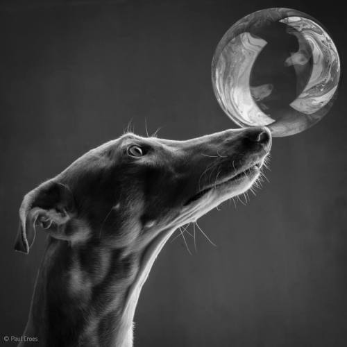 thefrogman:  Dogs & Bubbles by Paul Croes [website | facebook] [h/t: petways] 