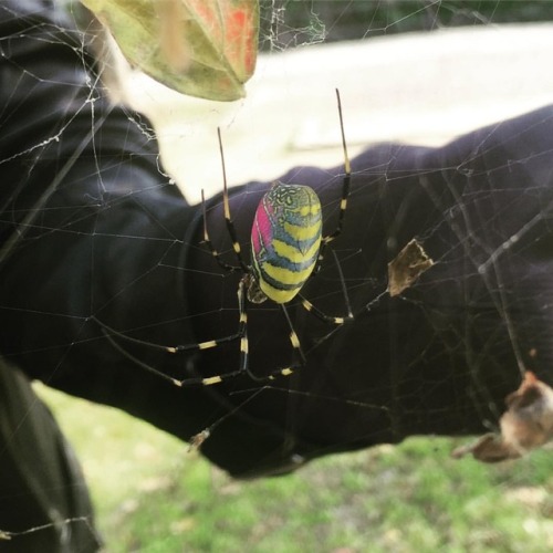 xtoxictears:  JAPANESE SPIDERS ARE AMAZING!😱 We’re in Arita and we passed by a little cemetery and these were everywhere, so beautiful!😍 I was so busy looking at one of them that I came about an inch away from walking face first into another one