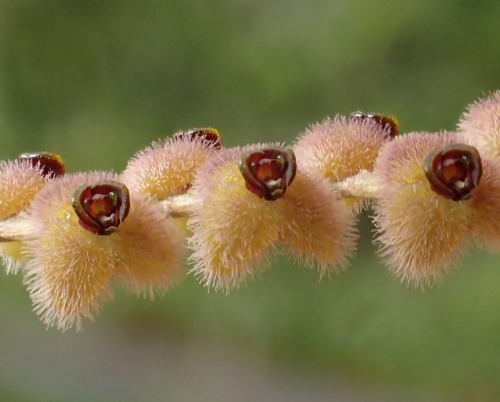 orchid-a-day:  Stelis microchila Syn.: Stelis barbata; Stelis cinerea; Stelis costaricensis; Stelis bryophila October 25, 2019  