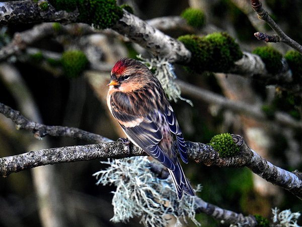pagewoman:  Lesser Redpoll, Orkney, Scotland by Orknithology   