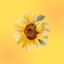 sunflowerzxz