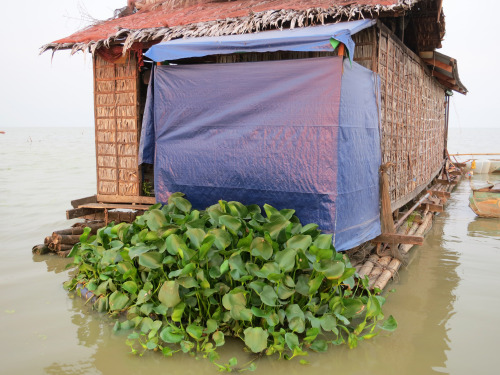 nprglobalhealth:Floating Toilets That Clean Themselves Grow On A Lake Imagine you live on a floati