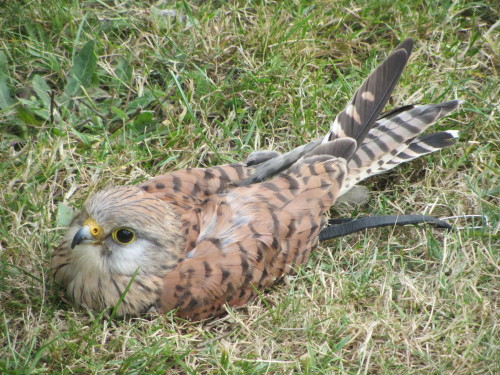 our lovely female kestrel laying on the ground