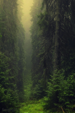 de-preciated:  dark misty forest (by SergeyIT)