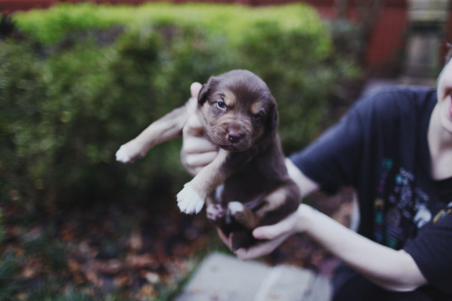 charlavail:  samdesantis:  3 weeks old!   My babes