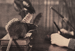 marcelsgerard-deactivated201405:  Harry Potter Meme→ (1/9) ThingsWANDS 