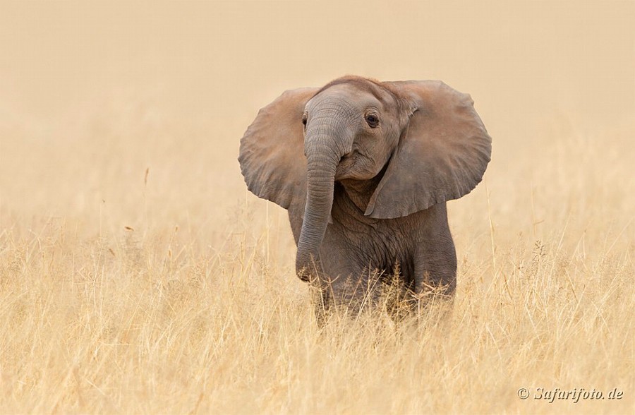 go4photos:  I am already very strong by Safarifoto 