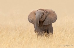 Go4Photos:  I Am Already Very Strong By Safarifoto 