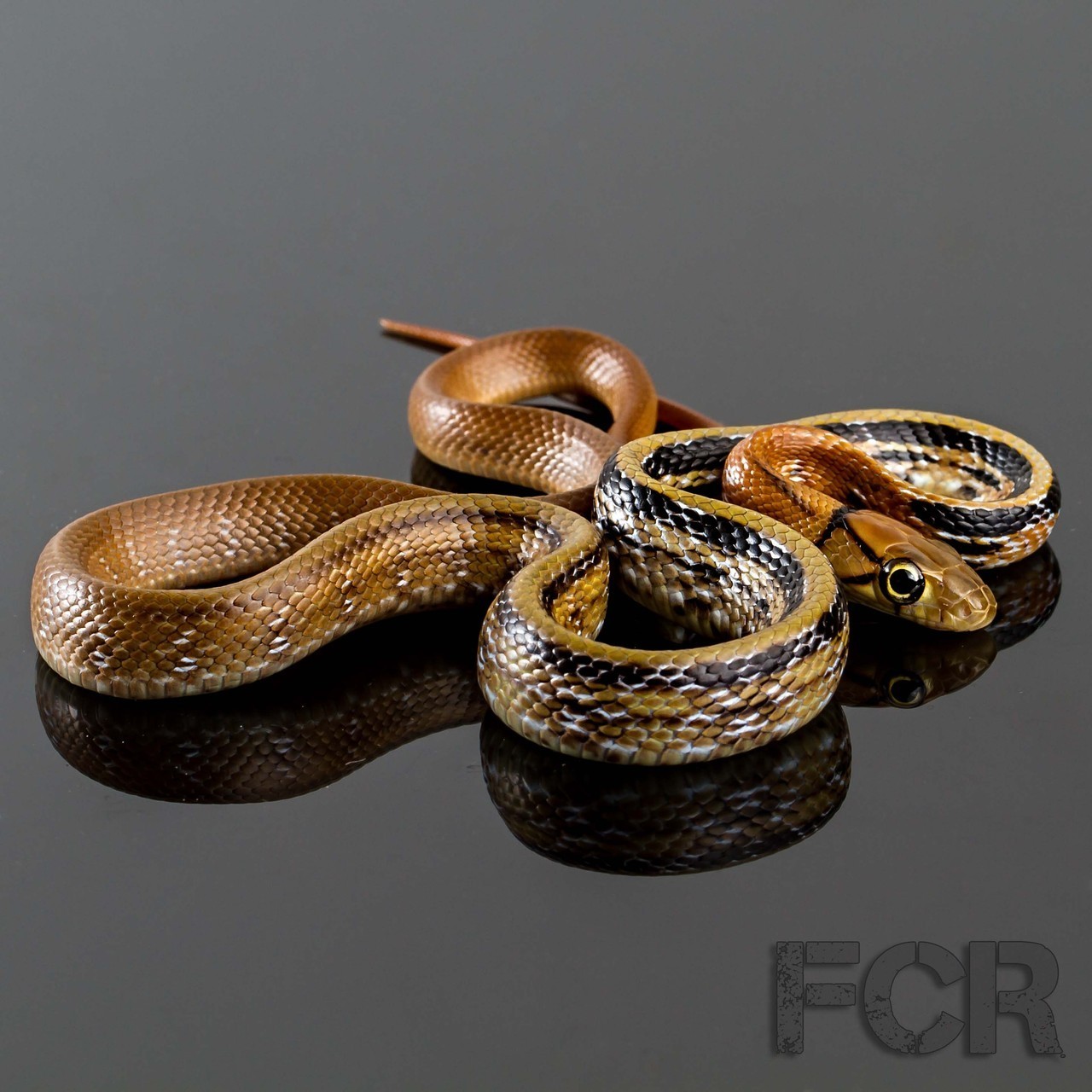 cloudiiedays:
“ Radiated Rat Snake (Coelognathus radiatus) from First Choice Reptiles
”