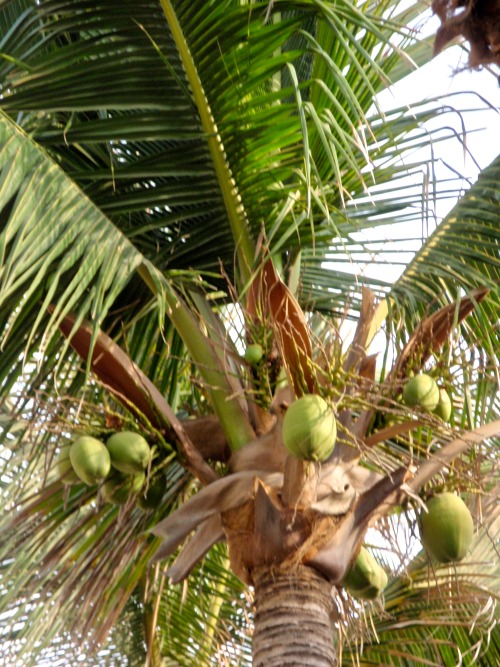 Palma de coco, Cabo San Lucas, Baja California Sur, México, 2009.