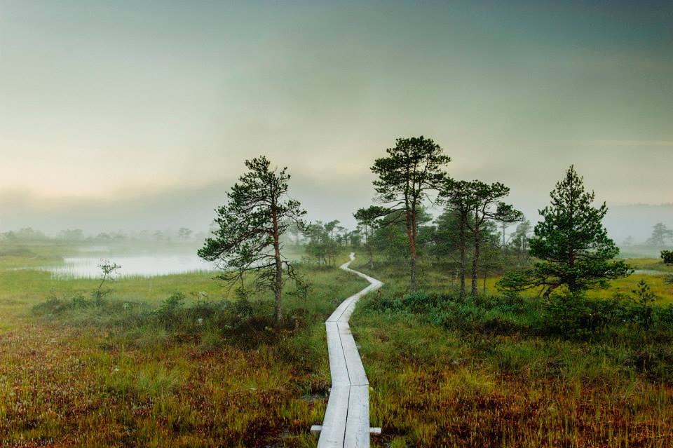 sci-universe:  The magical bogs of Estonia  Image credit from the top (please don’t