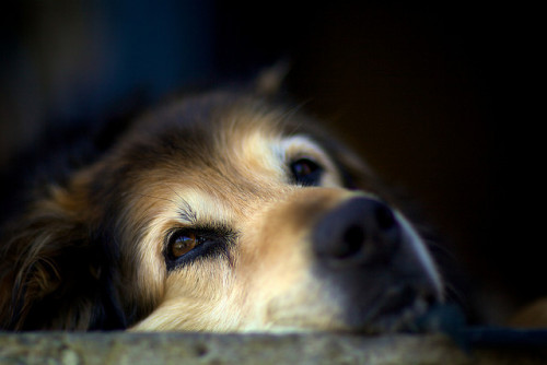 bigfranklittlebeans:  Bored by Ernst Vikne on Flickr.