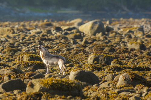 wolveswolves:  Photographer zooms in on the unique coastal wolves of British Columbia  Wolves living on the coastline of the Pacific Northwest are so specialized that they are considered an unofficial subspecies of the Gray wolf (Canis lupus). Conservatio