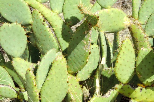 Prickly Pear Cactus (Opuntia spp., called Nopal in Spanish), Jerome, Arizona, 2014.After the saguaro