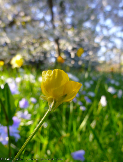 Photos of Cambridge gardens before I got an SLR