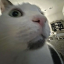 pokithecatnetsodlover
