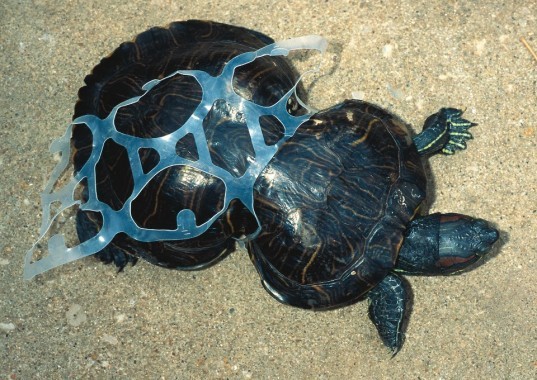 Peanut the turtle is a red-eared slider, found in 1993 in Missouri. She was caught