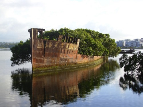 cjwho:  102-Year-Old Abandoned Ship is a Floating Forest / Image by Andy Brill  The SS Ayrfield is one of many decommissioned ships in the Homebush Bay, just west of Sydney, but what separates it from the other stranded vessels is the incredible foliage