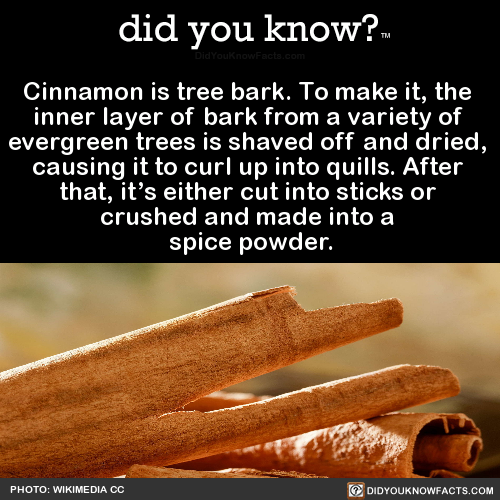 did-you-know:  Cinnamon is tree bark. To make it, the  inner layer of bark from a variety of  evergreen trees is shaved off and dried,  causing it to curl up into quills. After  that, it’s either cut into sticks or  crushed and made into a  spice powder.