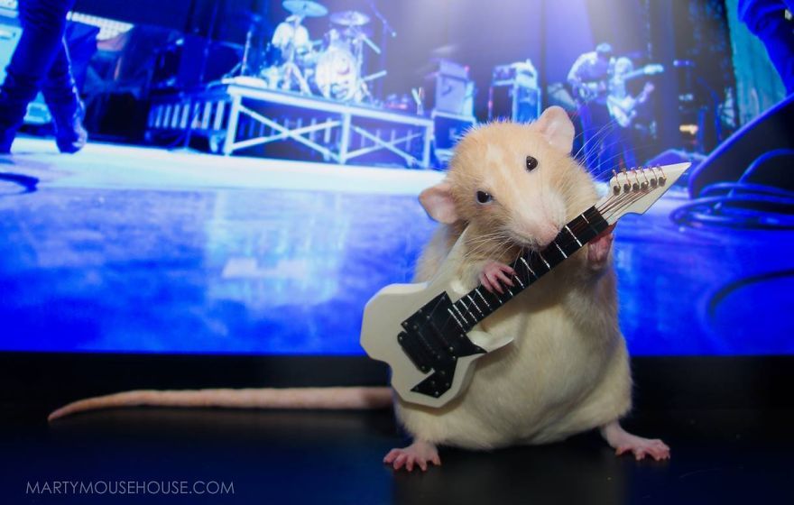tastefullyoffensive:  The Adorable Adventures of Marty Mouse (photos via MartyMouseHouse)Previously: The