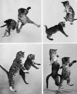 glamour:  Happy Weekend! Here are some cats with moves.