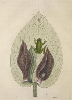 Inland-Delta:  Illust. From The Natural History Of Carolina, Florida And The Bahama