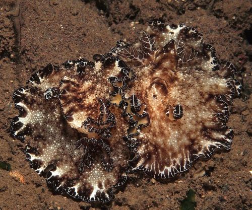 astronomy-to-zoology:  “Bohol Discodoris” (Discodoris boholiensis) …a species of 