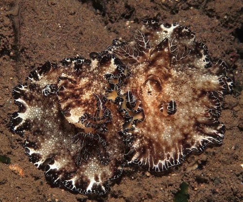 astronomy-to-zoology:“Bohol Discodoris” (Discodoris boholiensis) …a species of dorid Discodoridid 