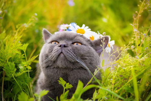 cybergata:Автор ПетровнаFlower Child II