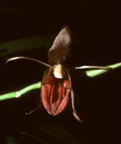 fernsandmoss:Coelogyne planiscapa