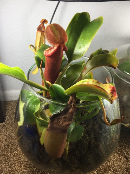 cravethosephotons:Photos Taken: 15-January-2020Nepenthes x [(ventricosa x trusmadiensis) x truncata]