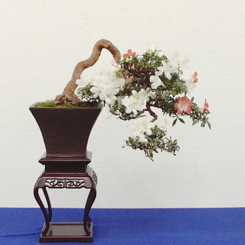 helaris: さつき盆栽花季展 / Satsuki azalea bonsai exhibition