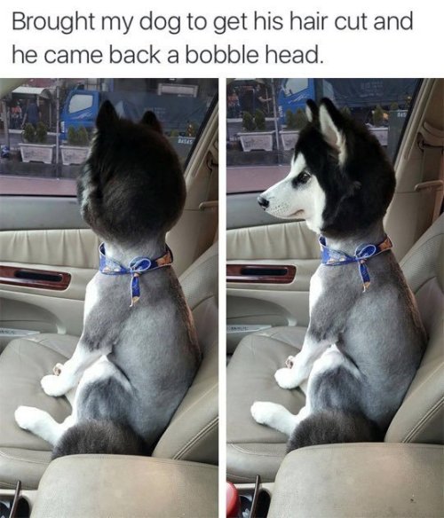 babyanimalgifs:baby animals blog