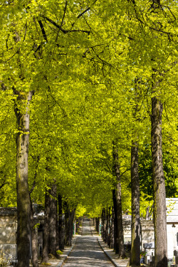 photonhittingmysensor:    Père Lachaise